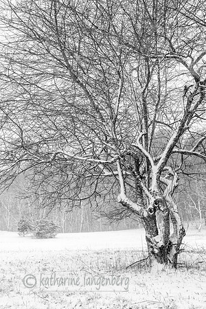 Winter dusting.