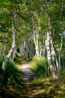 Birch Canopy- Spring