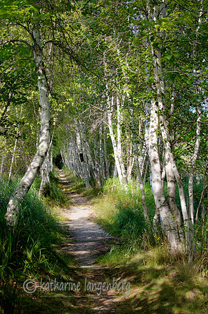 Birch Canopy- Spring