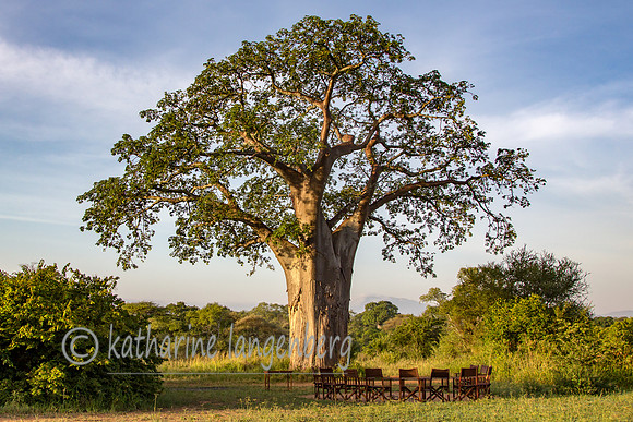 Nyumba campfire circle near Baobab Tree