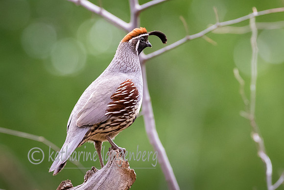 Gambel Quail