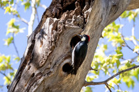 Acorn Woodpecker