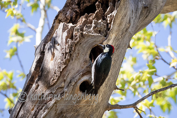 Acorn Woodpecker