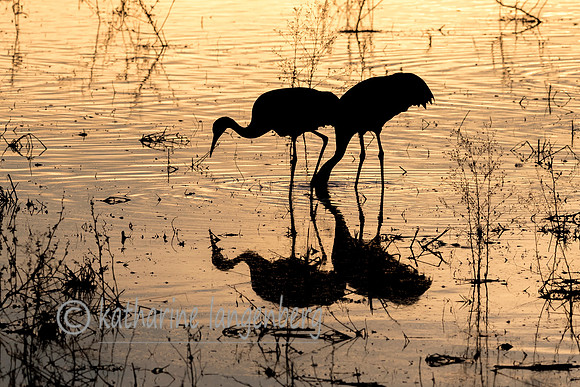 Reflections and Silhouettes
