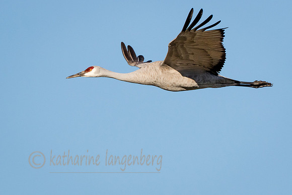 Sandhill Crane single flight