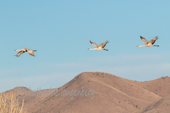 Sandhill Crane over hills