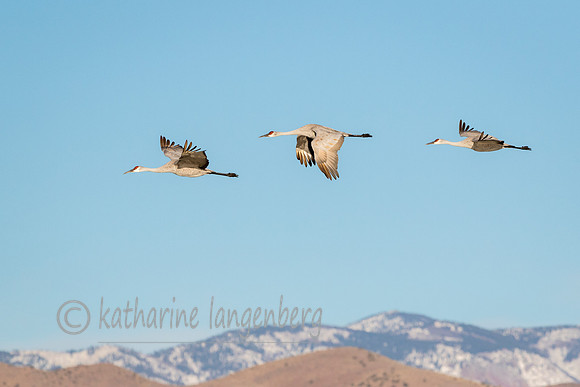 Sandhill Crane flying over the mountains