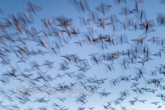 Abstract Snow Geese in flight