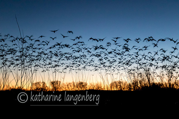 Dawn blast-off; Snow Geese