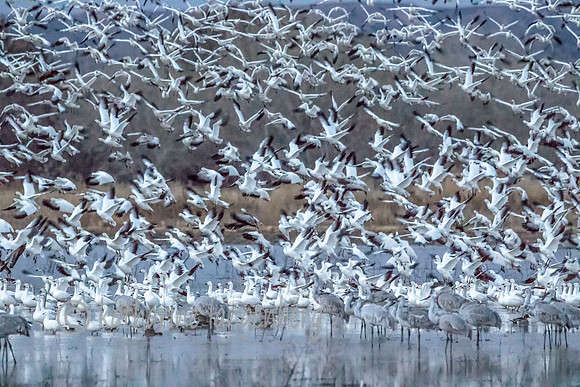 Blast-Off of Snow Geese, Bosque del Apache, New Mexico