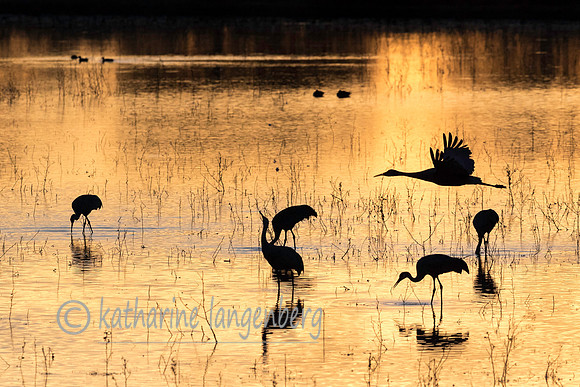 Sandhill Crane and reflections