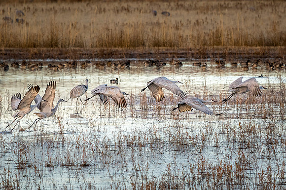 Marsh take-off