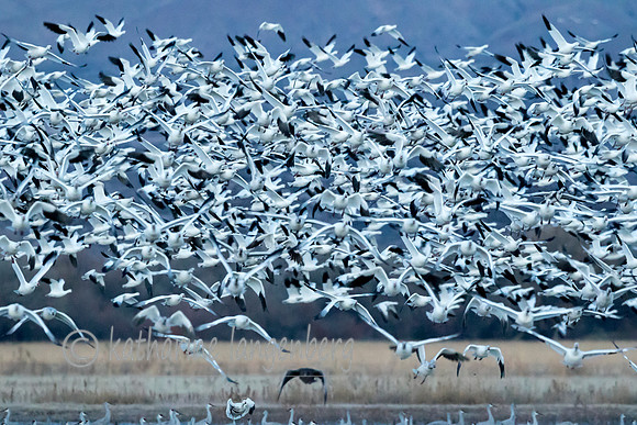 Snow Geese Blast Off, New Mexico