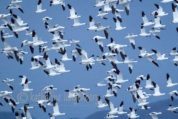 Snow Geese take flight