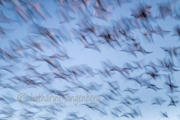 Abstract Snow Geese