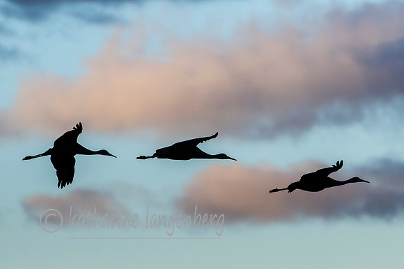Sandhill Cranes silhouett in flight
