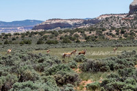 Pronghorn herd