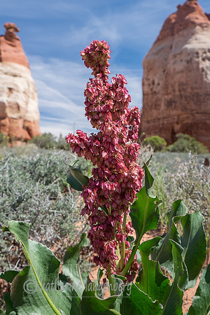 Canyonland National Park, Utah