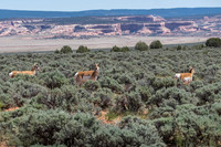 Pronghorns