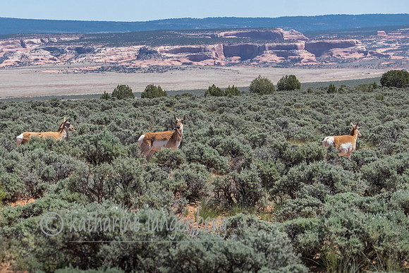 Pronghorns
