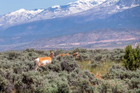 Pronghorns, Canyonland National Park, Utah