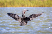Red-necked loon