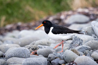 Eurasian Oystercatcher
