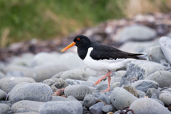 Eurasian Oystercatcher