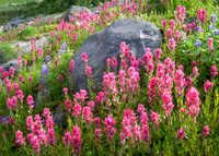 Wildflowers of Paradise, Mount Rainier National Park, Washington