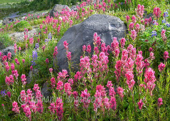 Wildflowers of Paradise, Mount Rainier National Park, Washington