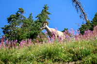 wildlife, Glacier National Park, MT