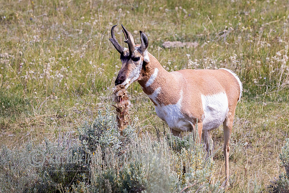Pronghorn