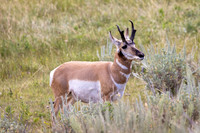 Pronghorn of Lamar Valley