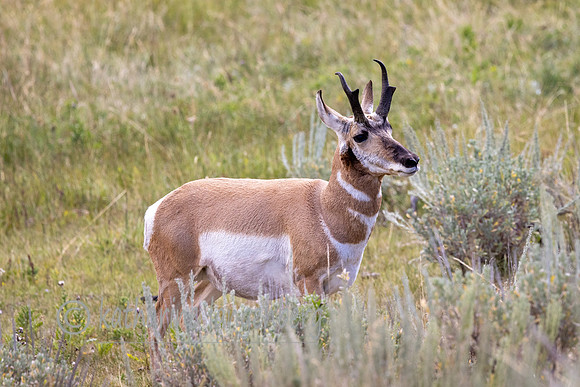Pronghorn of Lamar Valley