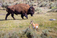 Bison with alert Pronghorn