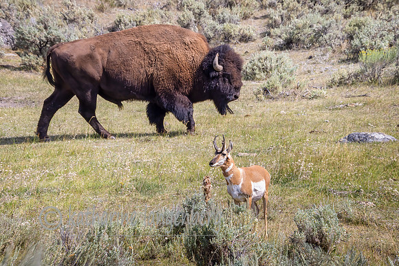 Bison with alert Pronghorn