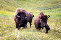 Bison -Buffafo