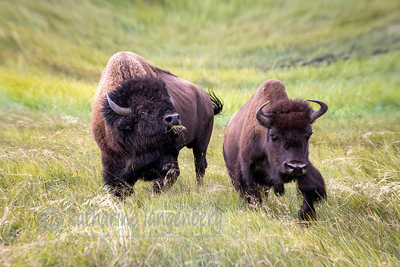 Bison -Buffafo