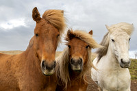 Icelandic Horses