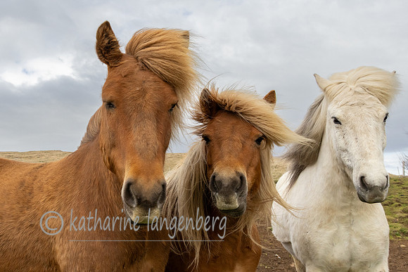 Icelandic Horses