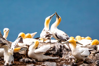 Courting Gannets