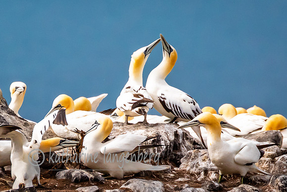 Courting Gannets