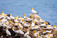 Nesting Gannets