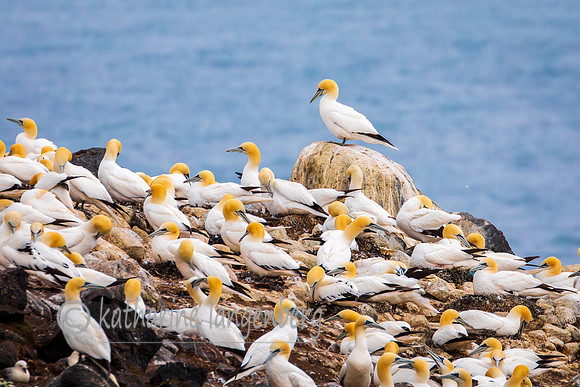 Nesting Gannets