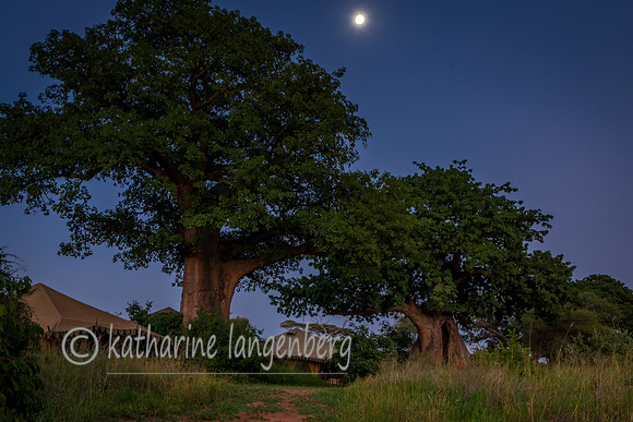 Tarangire Full Moon at the Nyumba