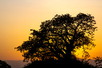 Sunset and baobab tree