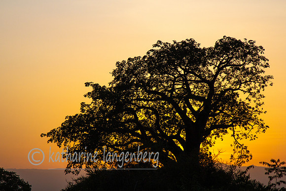 Sunset and baobab tree