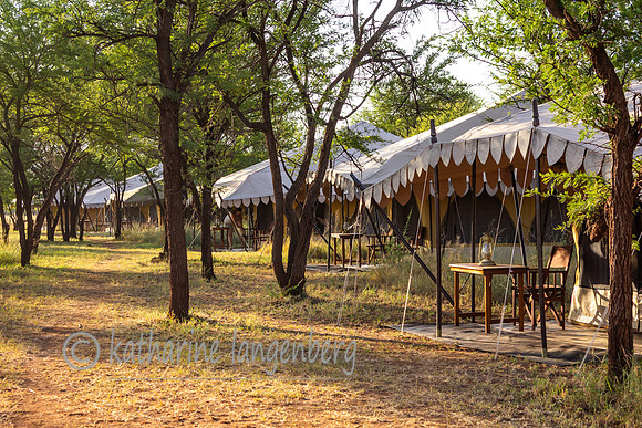 Serengeti Nymba
