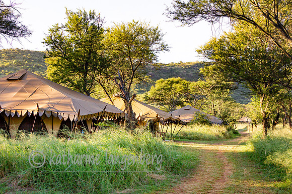 Southern Serengeti Nymba