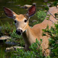 Young doe
